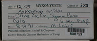 Physarum nutans image